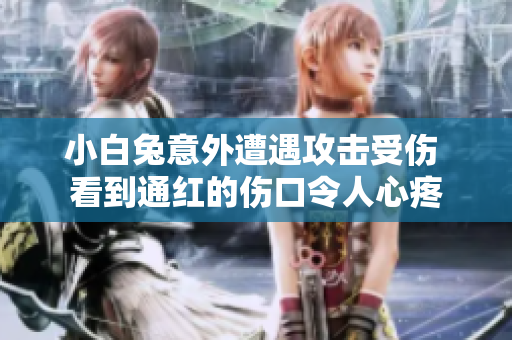 小白兔意外遭遇攻击受伤 看到通红的伤口令人心疼